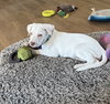 Blaze - Photo 5