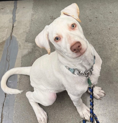 picture of the dog needing adoption
