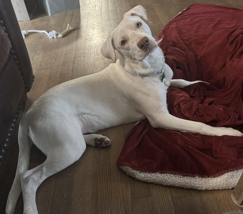 BLAZE - Labrador Retriever / Terrier available for adoption