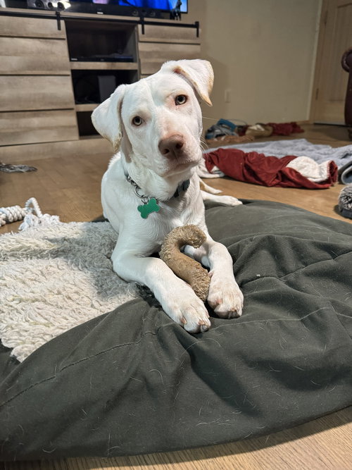 BLAZE - Labrador Retriever / Terrier available for adoption