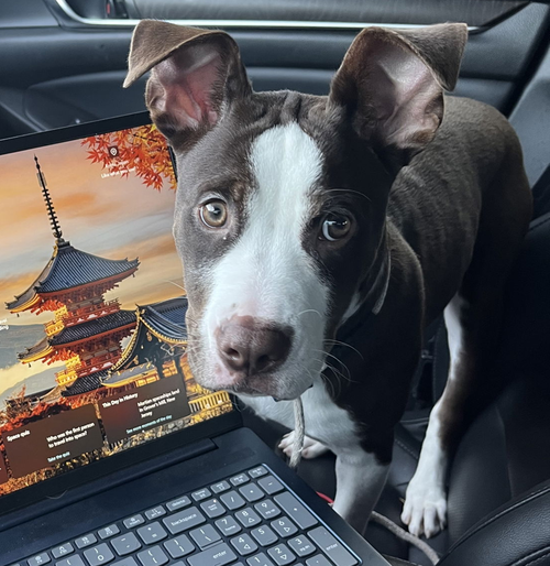 picture of the dog needing adoption