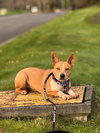 *Evie -- PENDING - Photo 7