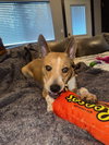 *Evie -- PENDING - Photo 4