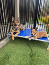 *Evie -- PENDING - Photo 3