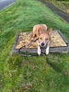 *Evie -- PENDING - Photo 5
