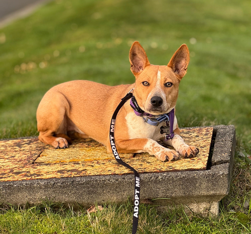*EVIE -- PENDING - Cattle Dog available for adoption