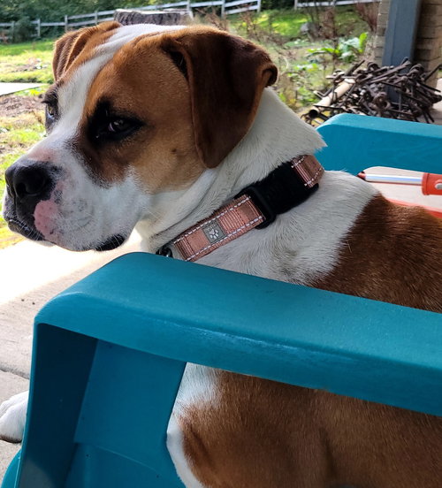 picture of the dog needing adoption