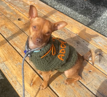 picture of the dog needing adoption