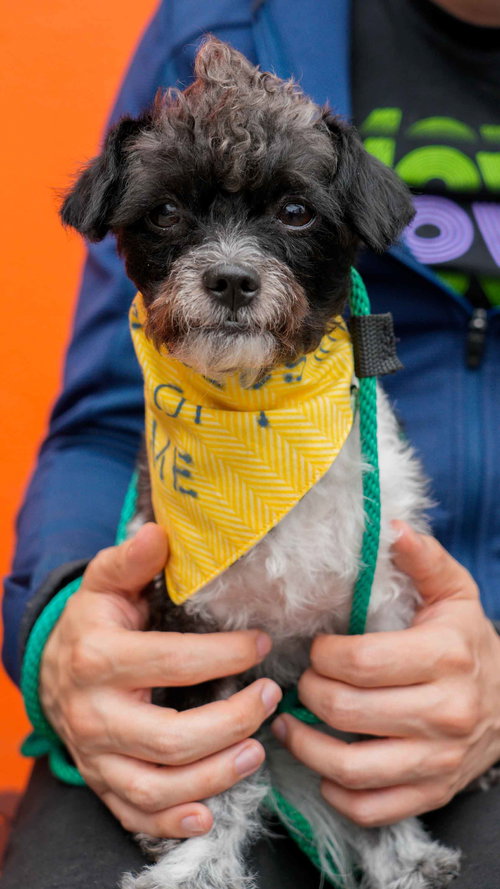 picture of the dog needing adoption