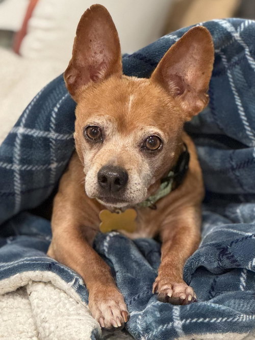 picture of the dog needing adoption