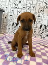 Brock - Photo 8