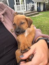 Brock - Photo 5
