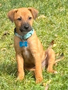 Brock - Photo 4