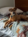 Brock - Photo 1