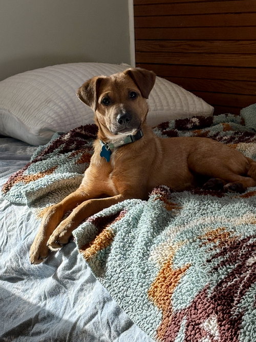 BROCK - Terrier available for adoption