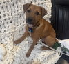 Brock - Photo 3