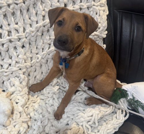 picture of the dog needing adoption