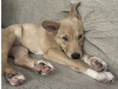 picture of the dog needing adoption