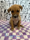 Elio - Adoption Pending - Photo 8