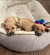 Elio - Adoption Pending - Photo 7