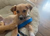 Elio - Adoption Pending - Photo 6