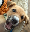 Elio - Adoption Pending - Photo 5