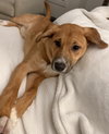 Elio - Adoption Pending - Photo 3