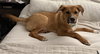 Elio - Adoption Pending - Photo 4
