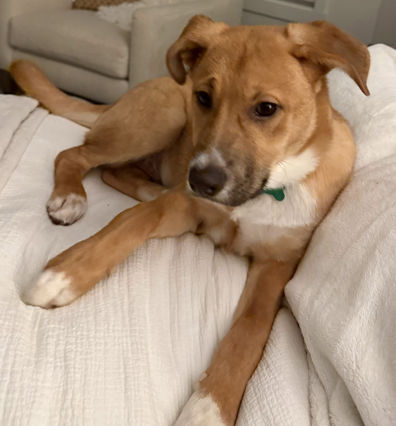 Elio - Adoption Pending Image