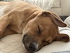 Elio - Adoption Pending - Photo 2