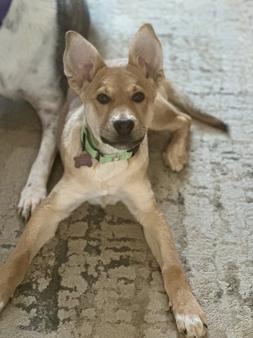 picture of the dog needing adoption