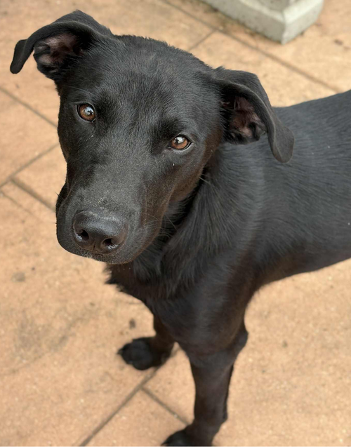 picture of the dog needing adoption