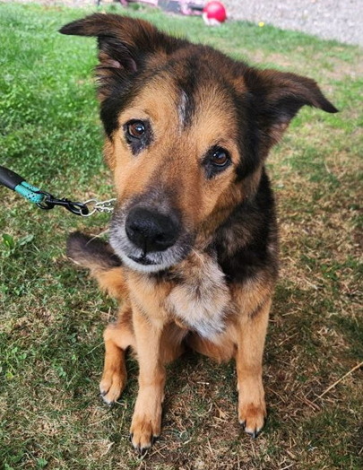 picture of the dog needing adoption