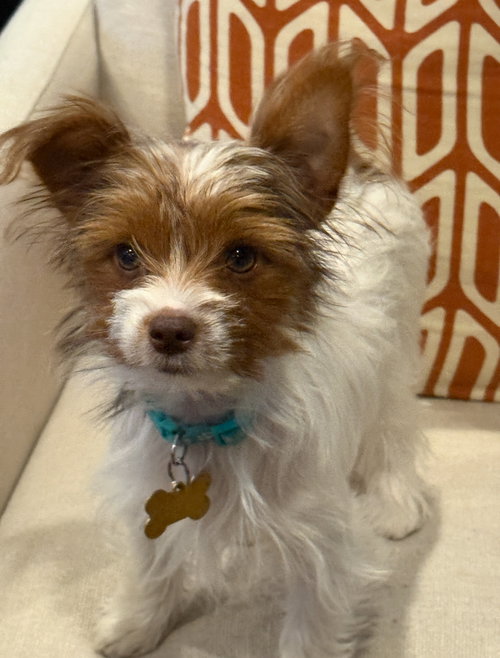 picture of the dog needing adoption