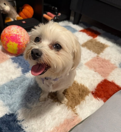 picture of the dog needing adoption
