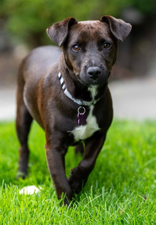 VICTOR - Terrier / Chihuahua available for adoption