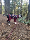 Lefty - Photo 7