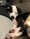 Lefty - Photo 5