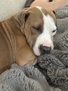 * Emma - Adoption Pending - Photo 4