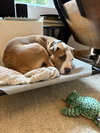 * Emma - Adoption Pending - Photo 5