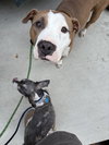 * Emma - Adoption Pending - Photo 3