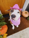 * Emma - Adoption Pending - Photo 2