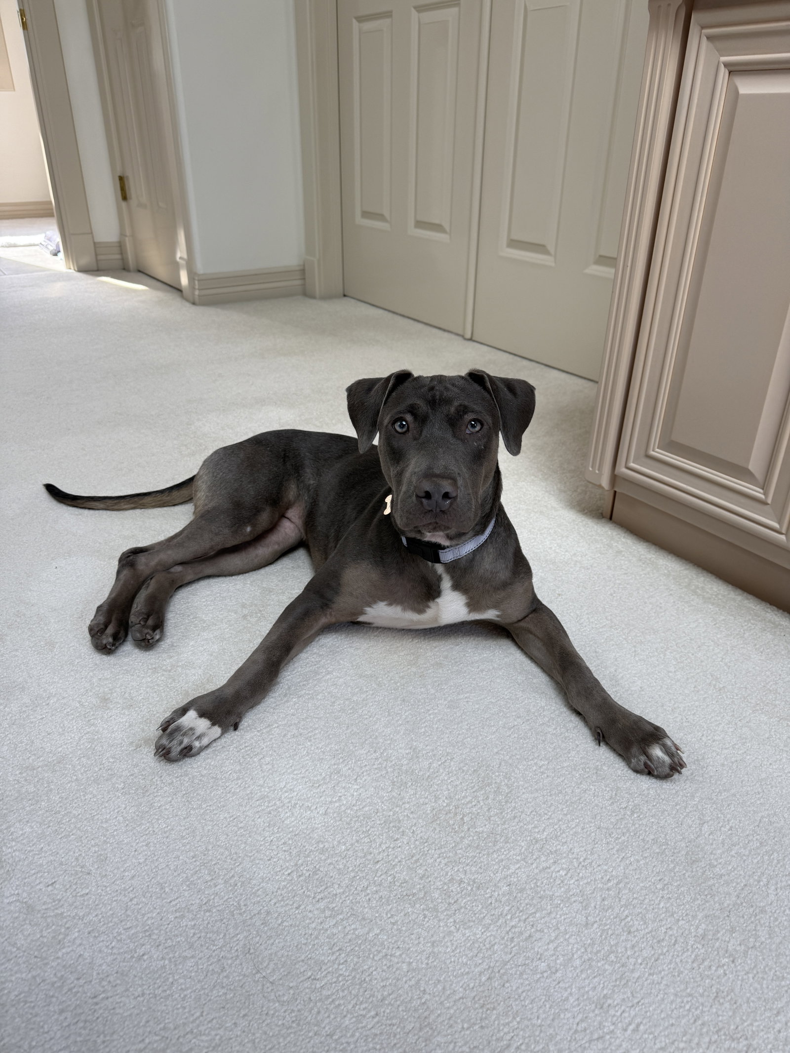 Zuzu, photo 5