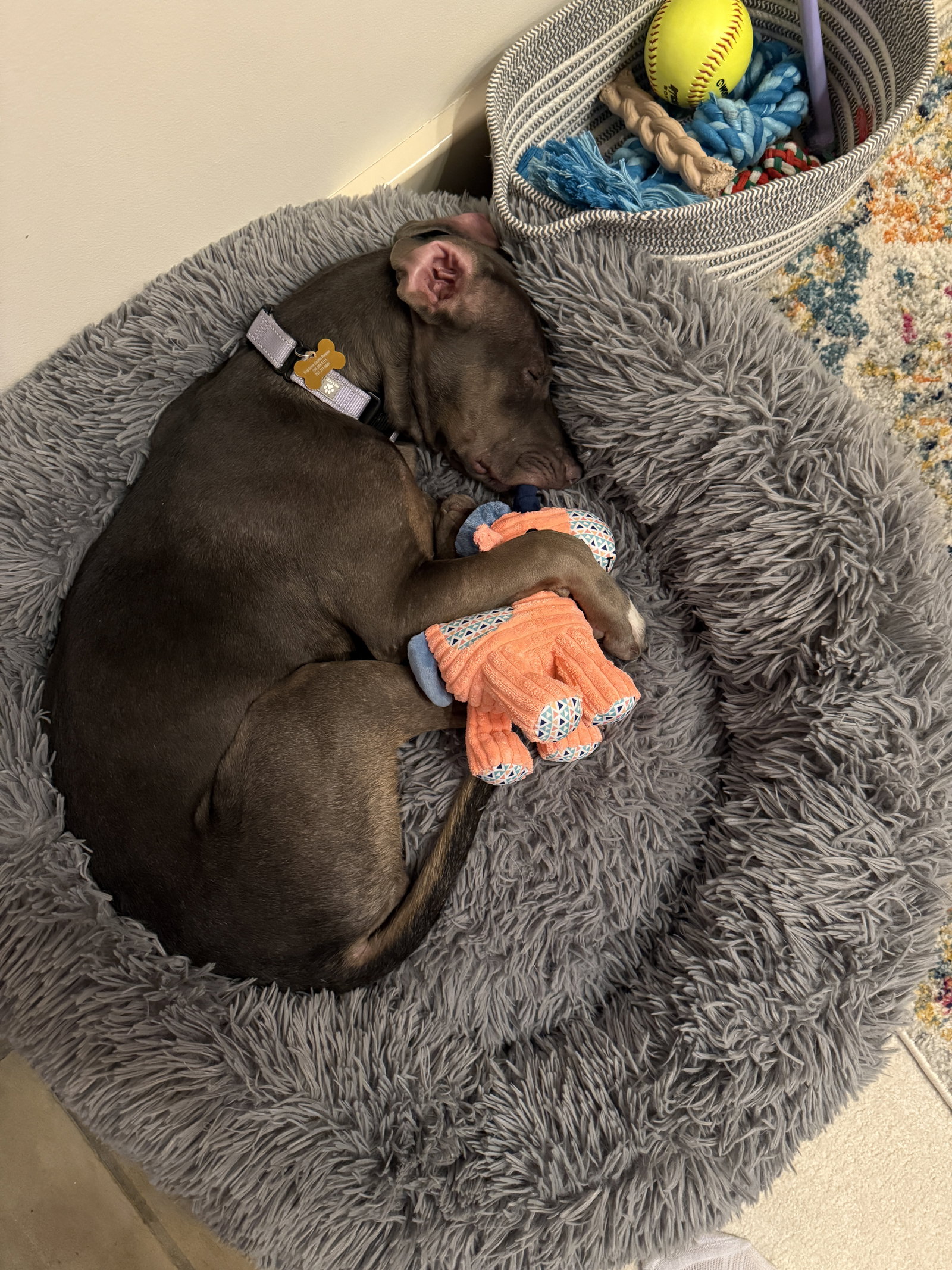 Zuzu, photo 2