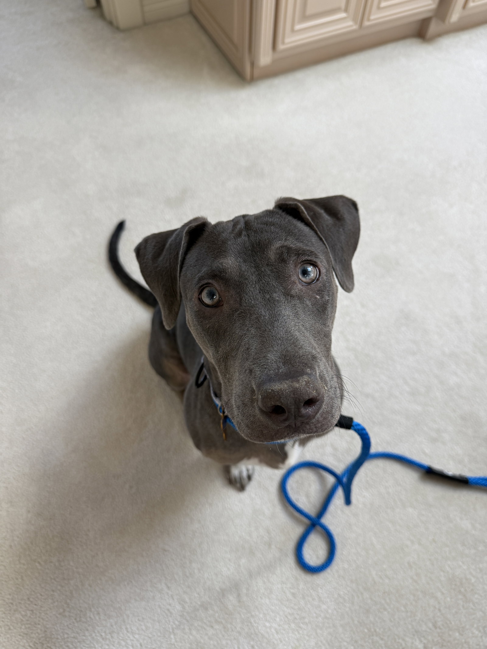 Zuzu, photo 3