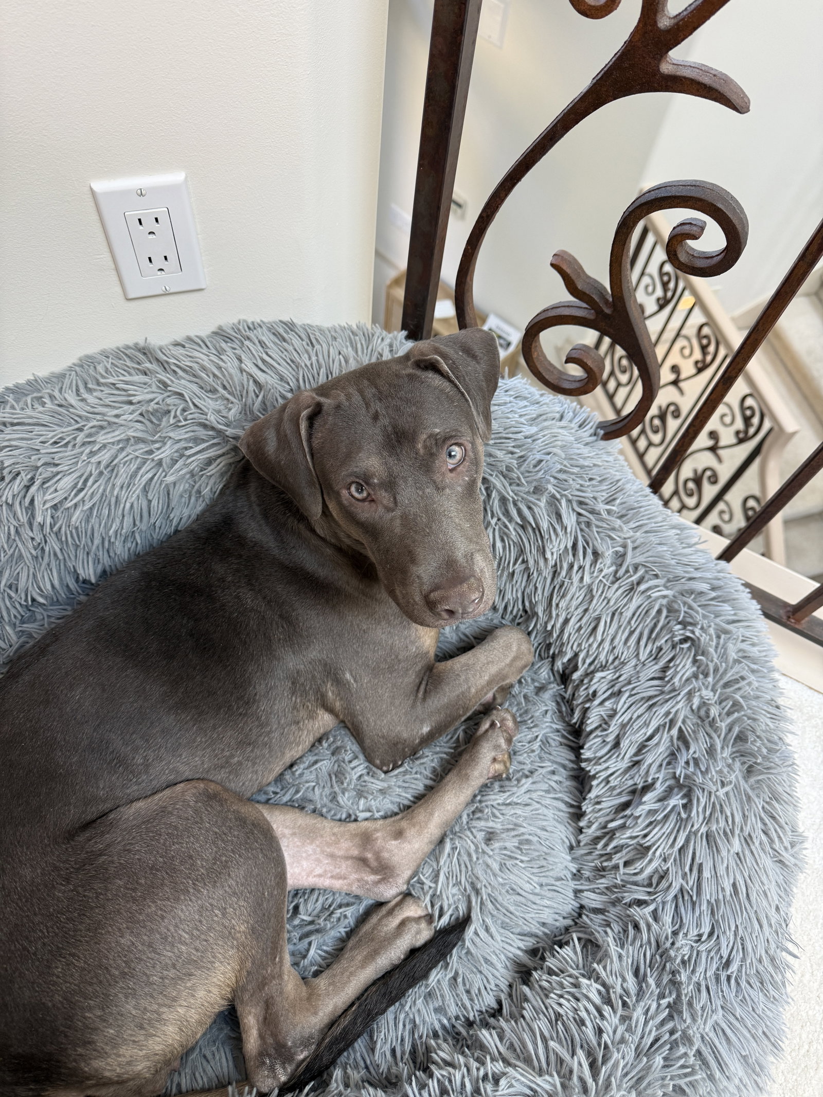 Zuzu, photo 4