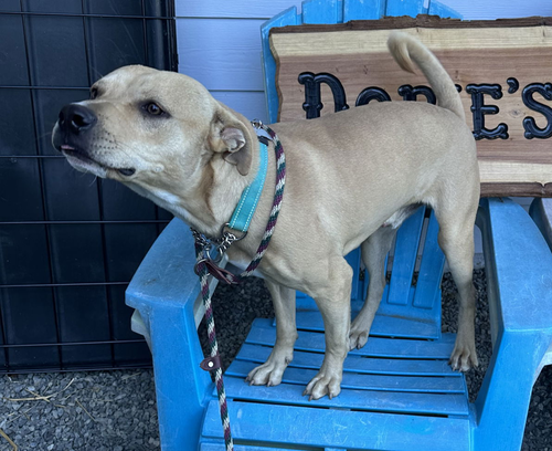picture of the dog needing adoption