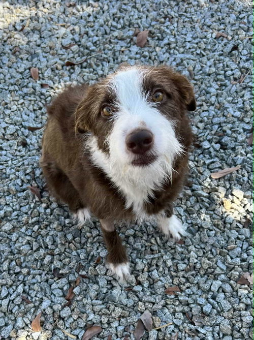 Frankie photo 3