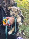 Tiny - Photo 3