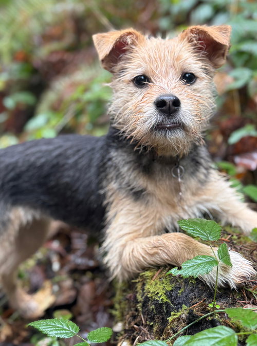 TINY - Shepherd / Poodle (unknown type) available for adoption